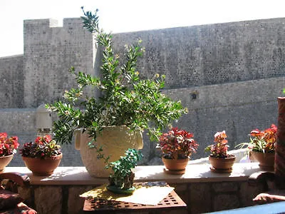 Vitasovic * Dubrovnik